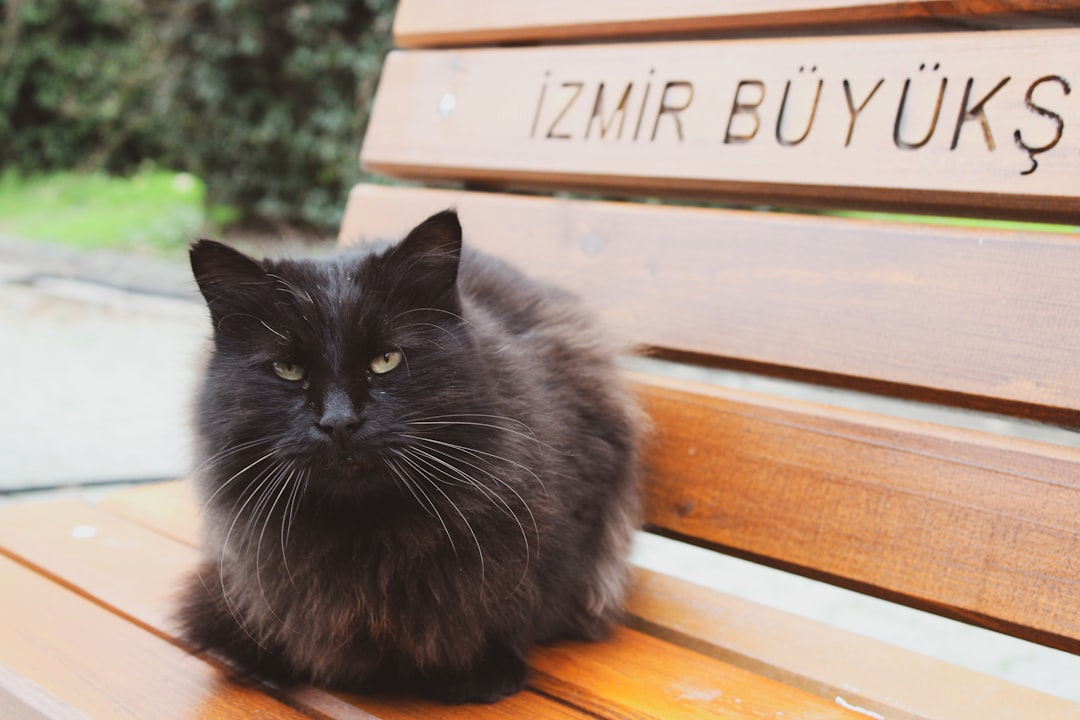 Kliniğimizde sevgiyle karşılanan bir kedi